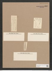 Frustulia rhomboides (Ehr.) De-Toni (de-Toni-Nr.: Genus 19, Species 1159) Zeichnungen Sammlung Grunow Nr. 2260 (NHMW-BOT-W0369367)